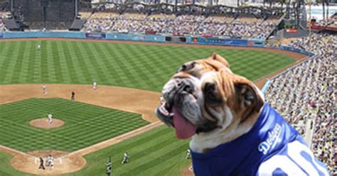 Unmasking the Dodger Dog Mascot: Stories and Interviews